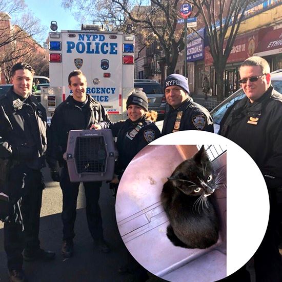 NYPD and Kitten