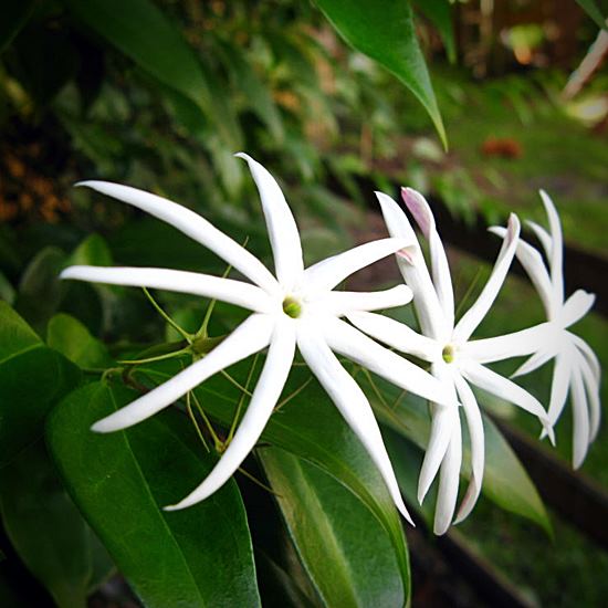 Angel Wing Jasmine Flower