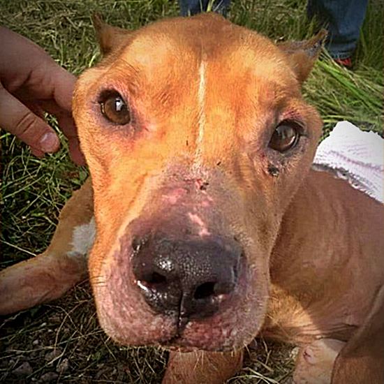 Dog with cropped ears and face wounds