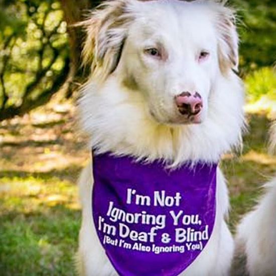 Sweet white dog with purple bandanna explaining disability