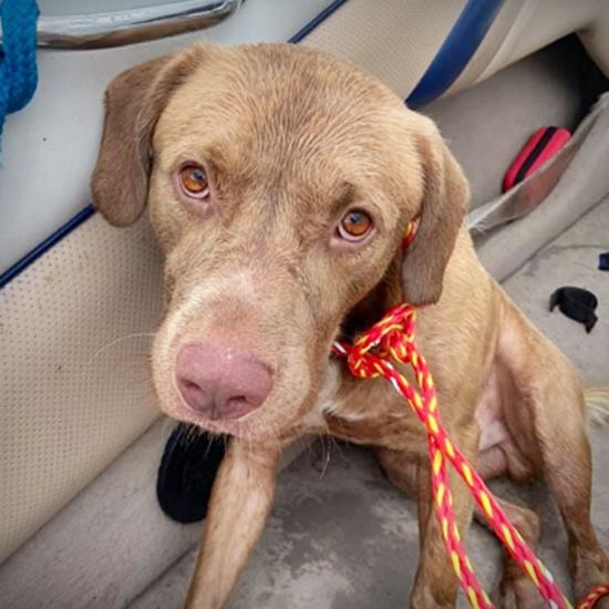 Damp and lonely brown dog