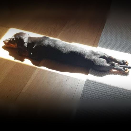 Dachshund laying full out in the sun