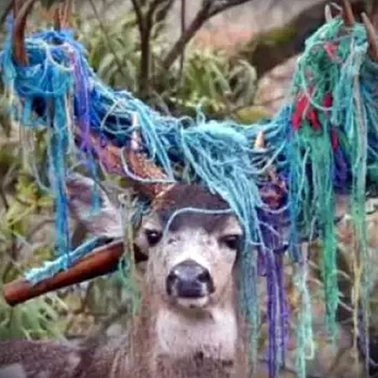 Buck with antlers thoroughly entangled in blue hammock