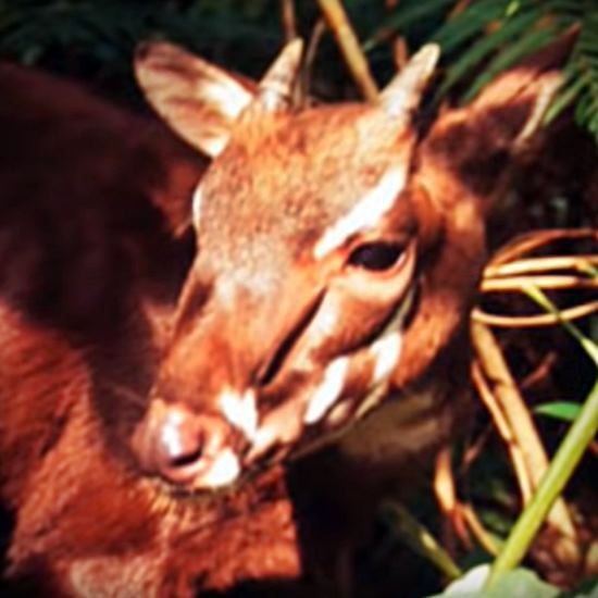 Young saola