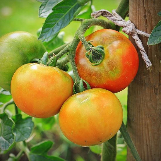 Ripening tomatoes on the living vine