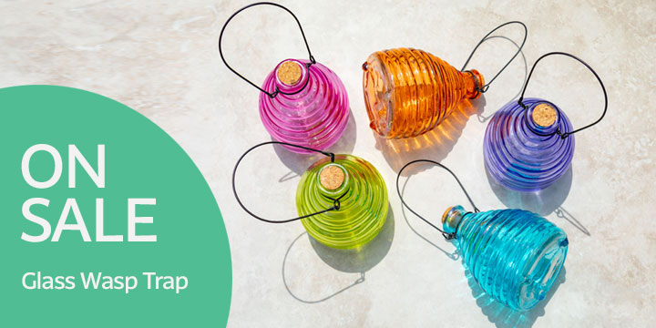Glass Wasp Trap