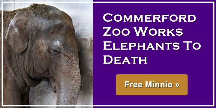 Commerford Zoo Has Worked Elephants To Death - Save Minnie