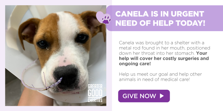 Save Canela from a Major Injury