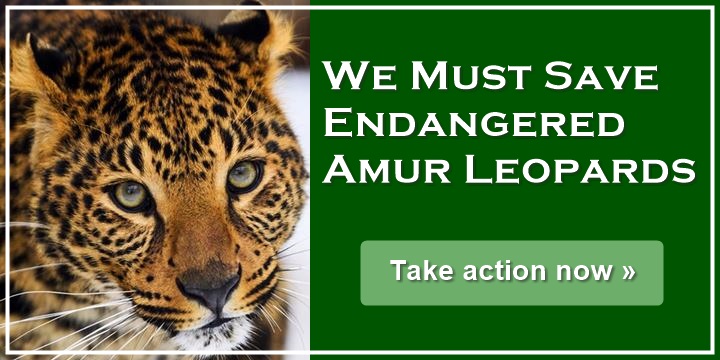 We Must Save Endangered Amur Leopards - Take action today