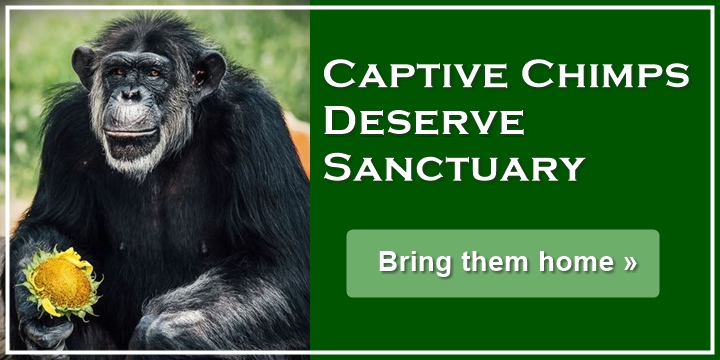 Research Chimps Deserve Sanctuary - Bring them home