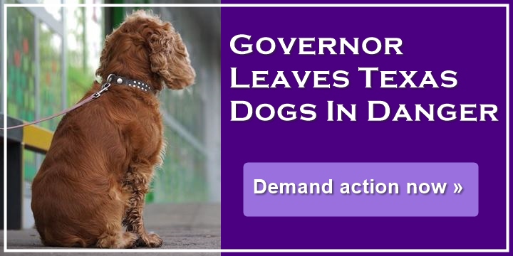 Texas Governor Leaves Dogs In Danger - Demand action