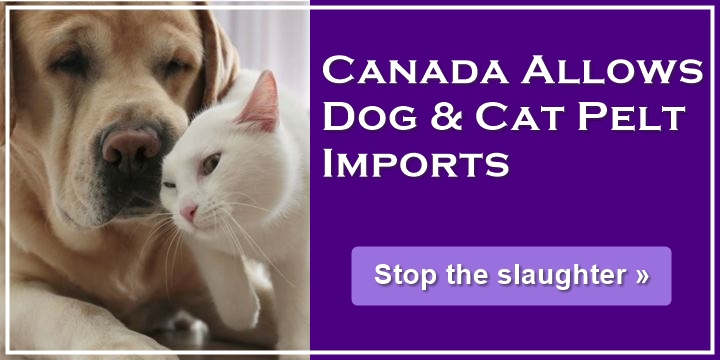 Canada Imports, Sells Dog & Cat Pelts - Stop the slaughter