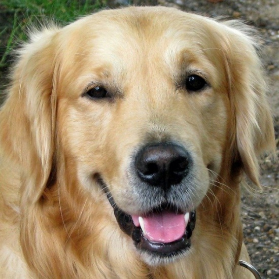 St. Jude Welcomes Support Dog For Staff