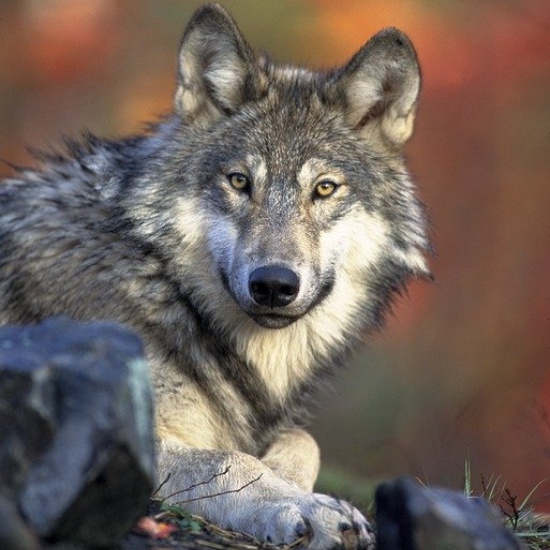 Save America's Gray Wolves