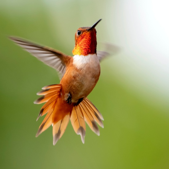 Help Save Endangered Hummingbirds