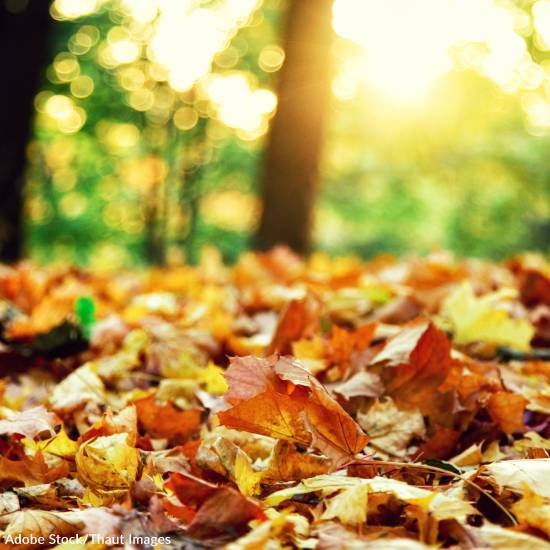 Not Raking Leaves Benefits Environment