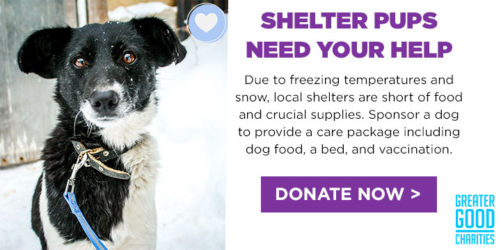 Care Packages for Shelter Dogs