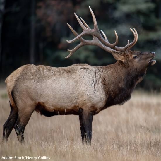 Two Bull Elk Freed From Wire Fence