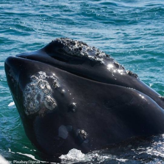 Help Save Endangered Right Whales