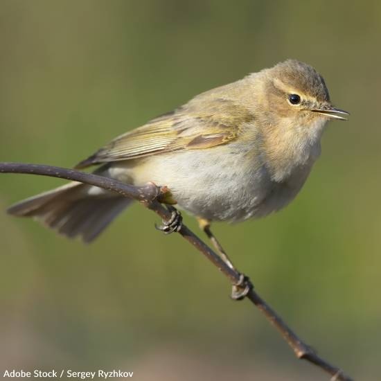 Climate Change Impacting Bird Reproduction