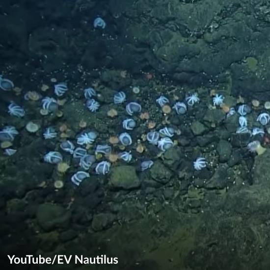 Octopuses Hatch Eggs Faster with a Hack
