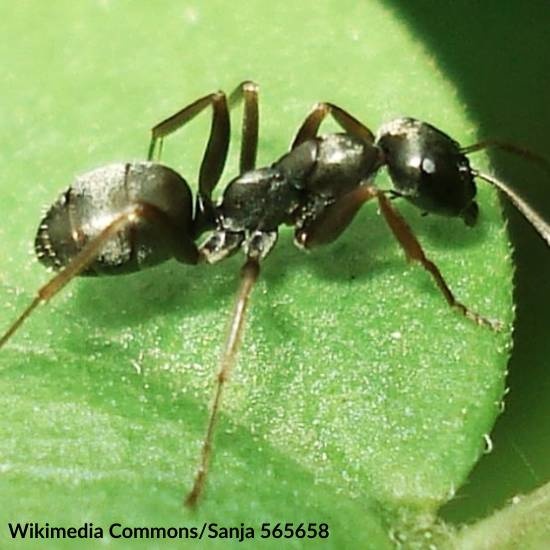 Ants Can Be Trained to Sniff Out Cancer