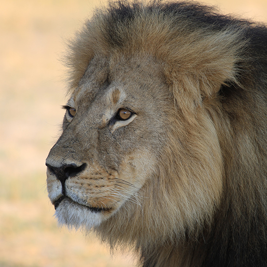 End Trophy Hunting in Zimbabwe