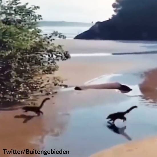 Video Appears to Show Baby Dinosaurs