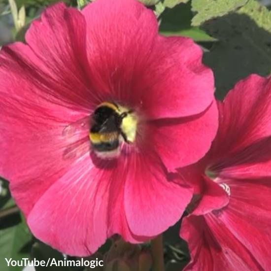 Diverse Meadows Need More Bee Species
