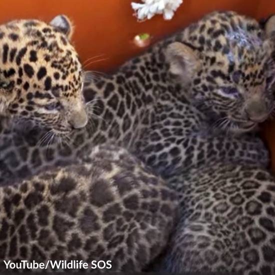 Humans Reunite Leopard Mama and Babies