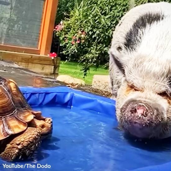 Pig and Tortoise are Best Friends