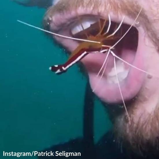 Diver Gets Teeth-Cleaning from a Shrimp