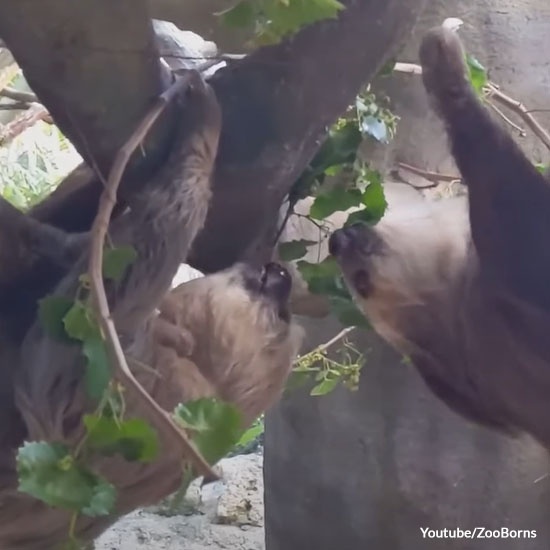 Mother Sloth, Baby Reunite with Father
