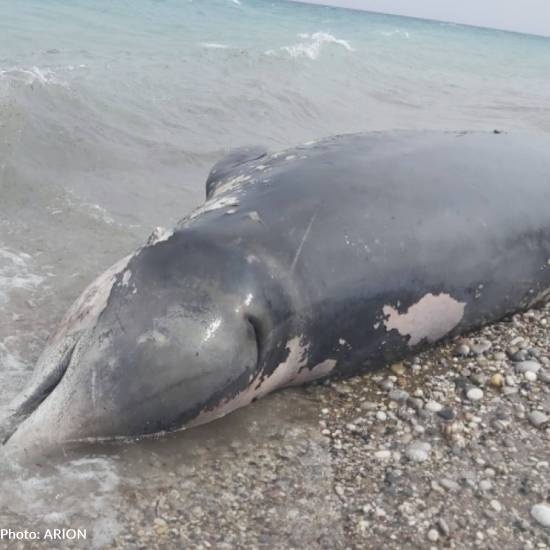 Dead Whale Washes Ashore In Greece