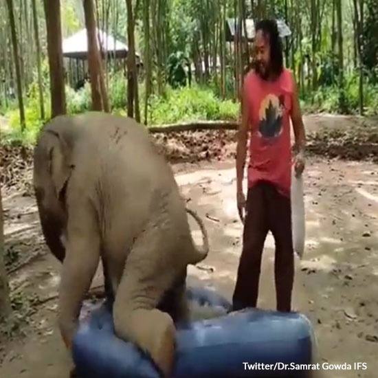 Baby Elephant Steals Air Mattress