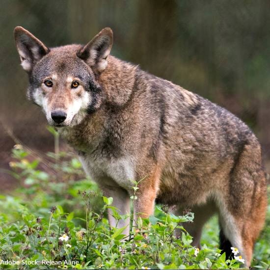 Endangered Red Wolf Killed In North Carolina