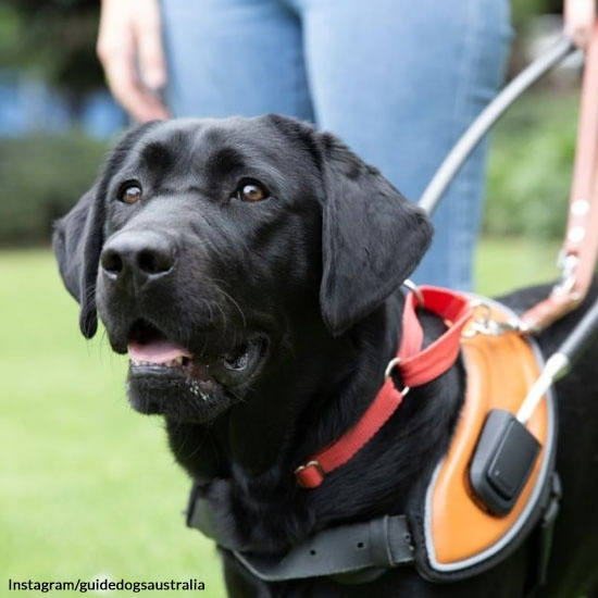 Amazing Autism Service Dog Retires at 10