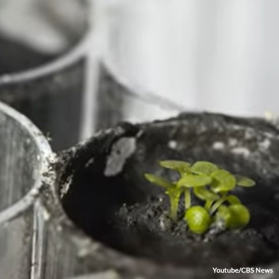 Scientists Grow Plants in Lunar Soil