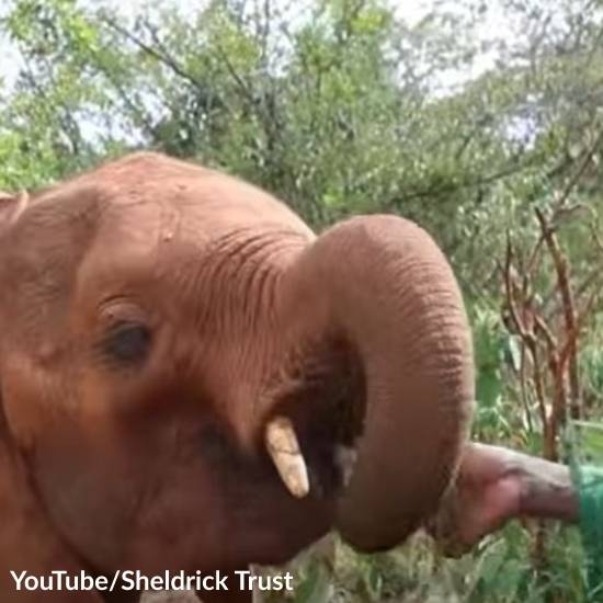 Friends Help Orphaned Elephants Survive