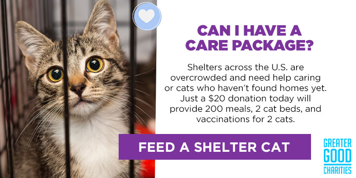Care Packages for Shelter Cats