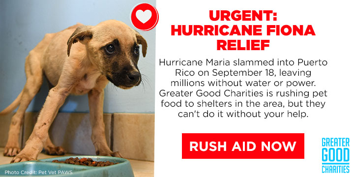 Hurricane Fiona Response: Help People and Pets Now