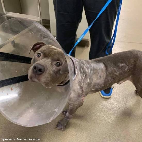 The Animal Rescue Site Click to Feed Rescue Animals