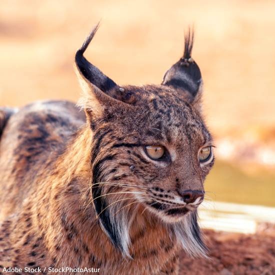 Rewilding Project Reintroducing Lynx