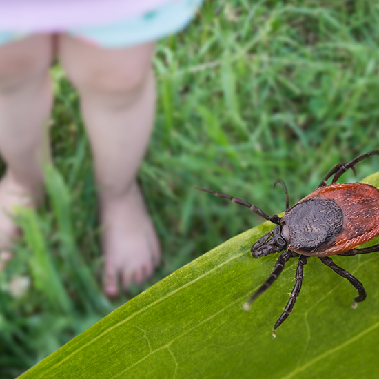Chronic Lyme Disease Should Qualify For Disability Insurance