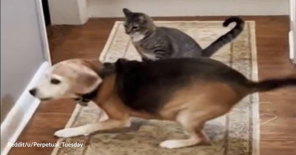 Kitten Brings Out the Puppy in Old Dog