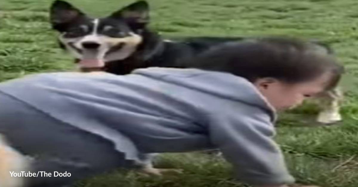 Boy Learns to Crawl from Doggy Pals