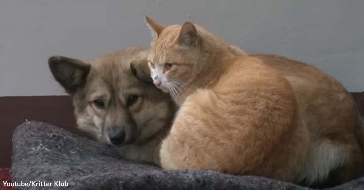 Cat Comforts Dog Until Both Are Adopted