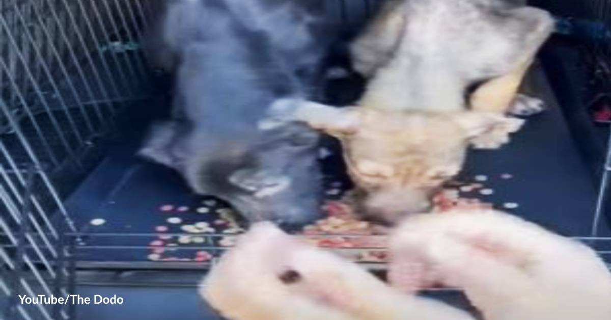 Couple Comes Back to Save Puppies' Sibs