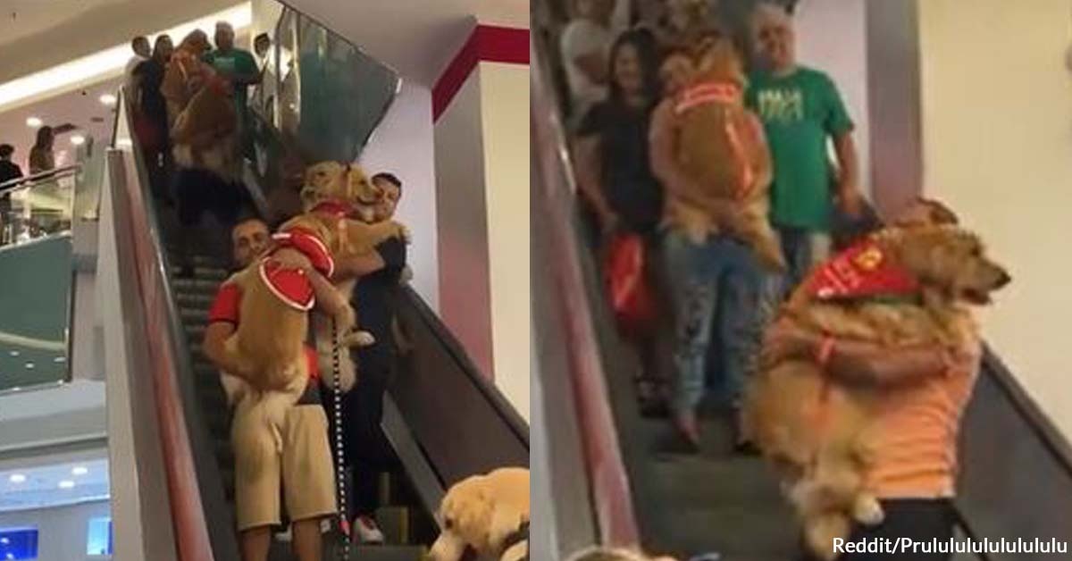 Golden Retrievers Carried Down Escalator