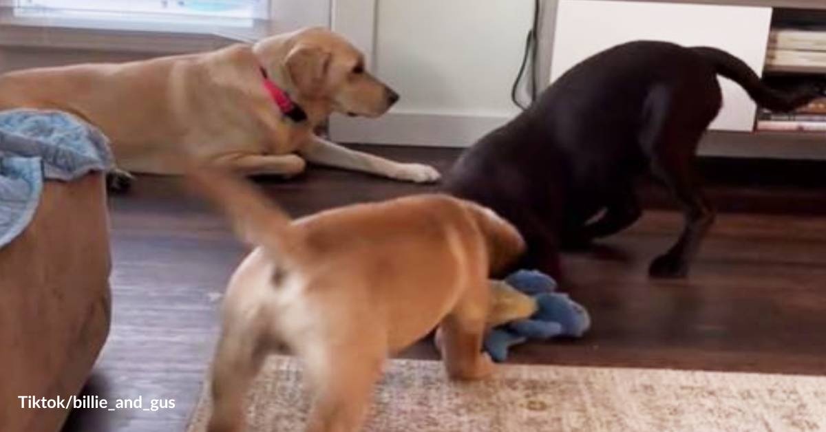 This Hilarious Dog Hates Puppies